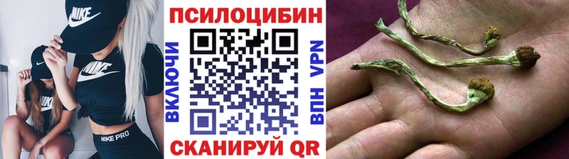 продажа наркотиков Красный Сулин Псилоцибиновые грибы Psilocybine cubensis
